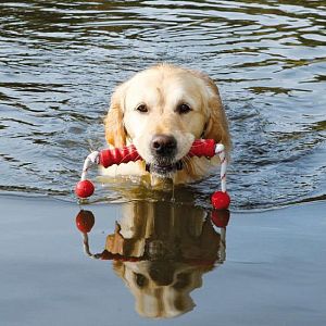 Игрушка TRIXIE «Long-Mot» апорт на веревке для собаки, для игры на воде, 20 см, резина
