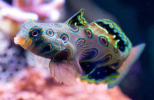 Мандаринка красочная, размер L до 6,5 см