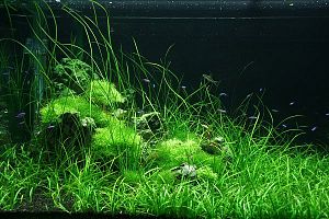 Оформление пресноводного аквариума с&nbsp;живыми растениями от&nbsp;700&nbsp;л