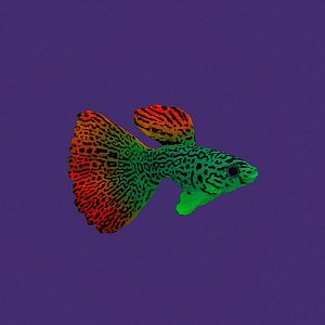 Флуоресцентная аквариумная декорация GLOXY Рыба гуппи на леске, 8×2,5×4,5 см