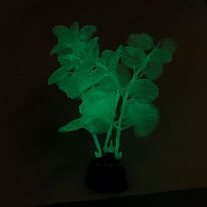 Растение Laguna светящееся &laquo;Щитолистник&raquo; зеленый, 100&nbsp;мм, (пакет)