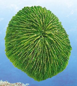 Грот Yuming «Морская губка», зеленая, 13×12,5×7,5 см