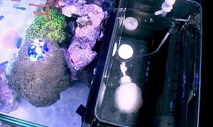 Аквариум с тумбой Red Sea MAX Nano морской, белый, 75 л