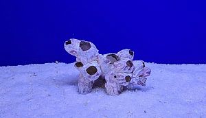 Коралл натуральный Морской желудь