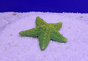 Кр-2117 Звезда средняя, Зелено-Желтый 9х9×2 см