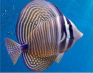 Зебрасома парусная Дежардена, размер S&nbsp;до&nbsp;5&nbsp;см