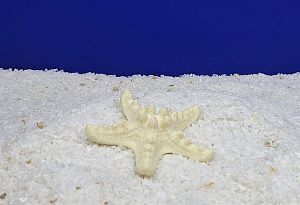 Кр-800 Коралл Звезда малая Белая, 8х8×2 см