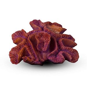 Коралл Мозговик Темно-фиолетовый 20х16×9 см