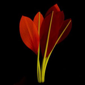 Растение Laguna силиконовое светящееся &laquo;Криптокорина Бласса&raquo;, 190&nbsp;мм