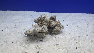 Камень сухой рифовый S, до&nbsp;10&nbsp;см, 200&minus;300&nbsp;г