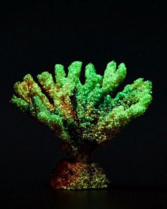 Кс-320 Коралл акабария (фиолетовый), 9*5*7 см