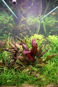 Оформление пресноводного аквариума с живыми растениями 301−500 л