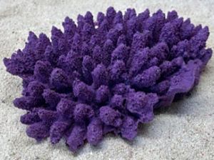 Цветной коралл фиолетовый Белиз 2, 19*14*5 см