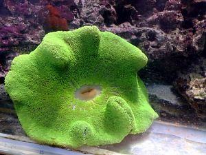 Актиния ковровая стиходактила хаддони зеленая, размер L&nbsp;до&nbsp;20&nbsp;см