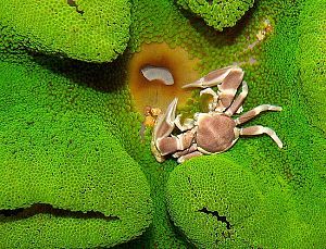 Актиния ковровая стиходактила хаддони зеленая, размер L&nbsp;до&nbsp;20&nbsp;см