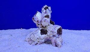 Коралл натуральный Морской желудь