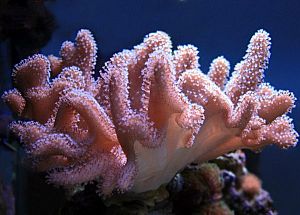 Оформление рифового аквариума от 700 л