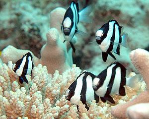 Дасцилл-зебра белохвостый, размер M&nbsp;до&nbsp;4,5&nbsp;см