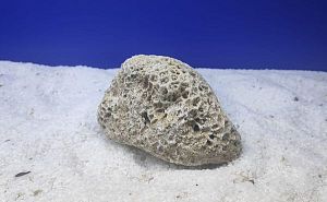 Камень сухой рифовый, мозговик, 900−1500 г