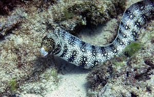 Мурена-ехидна звездчатая, размер M до 30 см