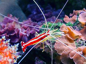 Креветка-доктор тихоокеанская, размер S&nbsp;до&nbsp;2,5&nbsp;см