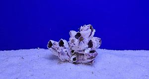 Коралл Барнакл малый, 10х9×7 см