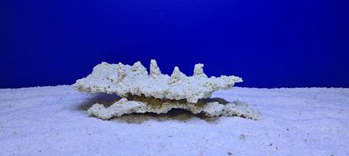 Камень Рифовый Белый, 31х17х9 см, 950 г