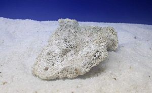 Камень сухой рифовый, мозговик, 900−1500 г