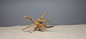 Коряга Сакура S, 15&minus;25&nbsp;см