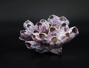 Коралл Барнакл малый, 10х9×7 см