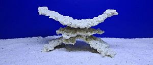 Камень Рифовый Белый, 29х13×15 см