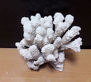 Коралл Поциллопора 20&minus;22.5&nbsp;см