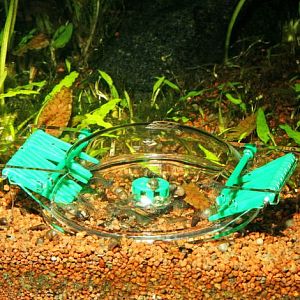 Ловушка для улиток JBL LimCollect аквариумная, без химикатов