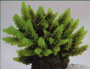 Коралл VITALITY мягкий, пластик, зеленый, 11,5x10×9 см