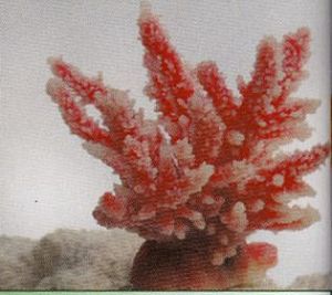 Коралл VITALITY мягкий, пластик, перламутр, 12,6×10,7×11 см