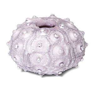 Грот Laguna Фораминифера S, 65х65×35 мм