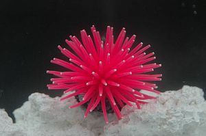 Коралл VITALITY на&nbsp;керамической основе, силикон, перламутр, 4,5&times;4,5&times;4&nbsp;см&nbsp; (RT172SPI)