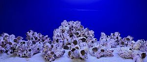 Коралл Барнакл средний, 15х8×10 см