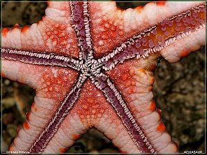 Звезда протореастер красношипая, размер M&nbsp;до&nbsp;10&nbsp;см