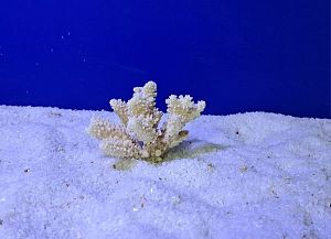 Коралл Поциллопора 7.5−12.5 см