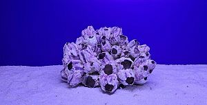 Коралл Барнакл большой, 22х16&times;14&nbsp;см