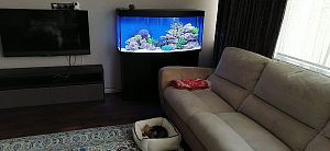 Аквариум б/у дуговой BIODESIGN ПАНОРАМА 280 (270 л) с тумбой и комплектом оборудования