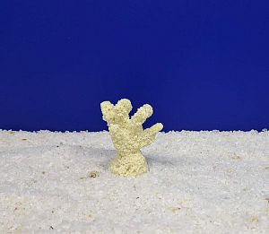 Кр-600 Коралл Рога Белый, 5.5×3.5×5 см