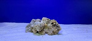 Камень сухой рифовый, цена за&nbsp;1&nbsp;кг