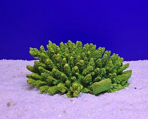 Кр-3117 Белиз 2, Зелёно-Желтый 19х14×5 см