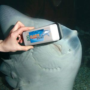 JBL Плавающий магнитный скребок для особо толстых стекол толщиной 20−30 мм