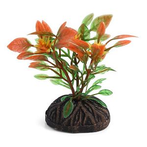 Растение Laguna «Людвигия» красно-зеленая, 80 мм