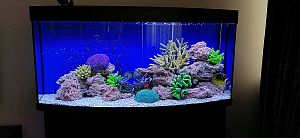 Аквариум б/у дуговой BIODESIGN ПАНОРАМА 280 (270&nbsp;л) с&nbsp;тумбой и&nbsp;комплектом оборудования