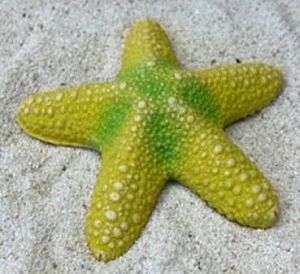 Цветной коралл желтый Звезда большая, 13*13*3 см