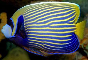 Оформление морского аквариума 101&minus;300&nbsp;л